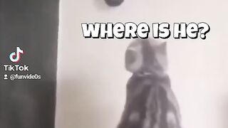 Funny videos1