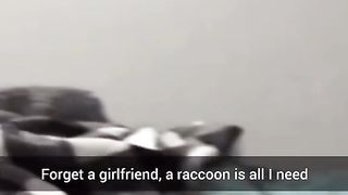 Cute Raccoon