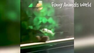 Welcome to the Funny Animals World!
