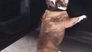 Funny dogs 9