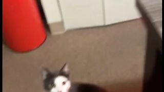 Funny cat videos to make your day bro