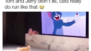 Funny cat videos to make your day bro 2