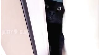 Funny cat videos to make your day bro 3