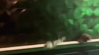 Funny cat videos to make your day bro 4