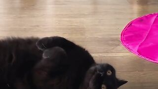 Funny cat videos to make your day bro 5