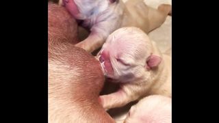 Cute Puppies You Wanna Watch doing Funny Things Cute Puppies