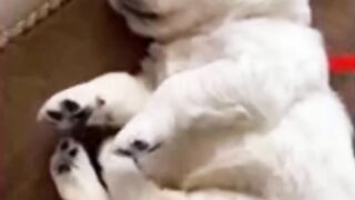 The Best Adorable Golden in The Planet Makes Your Heart Melt Cutest Puppies