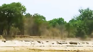 Eagle Prove Their Mastery of The Sky.