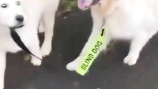 hese Golden Puppies Are So Adorable See What Funny Actions They Are Doing Cute Puppies