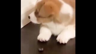 8 Minutes of Cute Funny Puppies that Will Make Your Day Full of Happiness Cutest Puppy