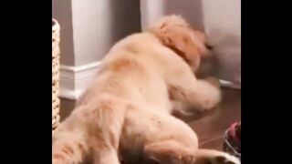 AWW The Best Adorable Golden Puppies in The Planet Makes Your Heart Melt Cutest Puppies