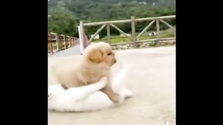 Funny And SOO Cute Puppies Compilation????_ Cutest Puppies