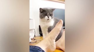 New Funny Animals 2023