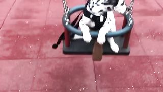 Baby Dogs Cute and Funny Dog Videos Compilation 2 30 Minutes of Funny Puppy Videos