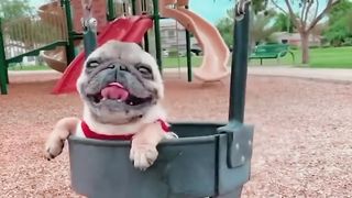 Baby Dogs Cute and Funny Dog Videos Compilation 1 30 Minutes of Funny Puppy Videos 2023