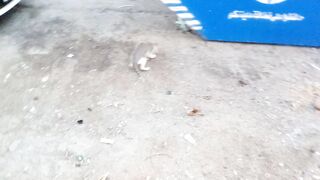 Hungry stray cat eating fry fish asmr