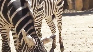 Zafra wildlife animals