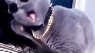 Funny cats 29