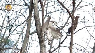Eagle captures a