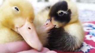 funny ducks videos