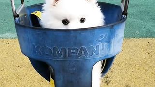 Baby Dogs Cute and Funny Dog Videos Compilation 3 30 Minutes of Funny Puppy Videos 2023