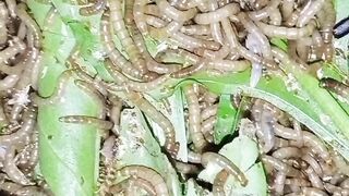 Live meal worms forming sales started