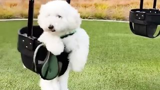 Baby Dogs Cute and Funny Dog Videos Compilation 28 30 Minutes of Funny Puppy Videos 2022