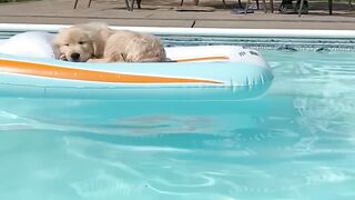 Funniest Cutest Golden Retriever Puppies 30 Minutes of Funny Puppy Videos 2022 11