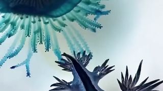 Blue Sea Dragon ???? One Of The Most Beautiful Sea Creatures | Glaucus Atlanticus #shorts​