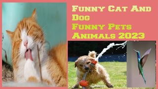 Funniest Pet Videos | Funniest Animals 2023 - Funniest Cats and Dogs 2