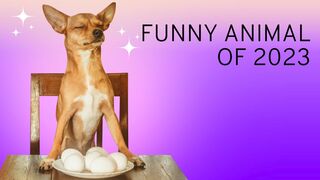 Funny animal. 2023 most funny videos