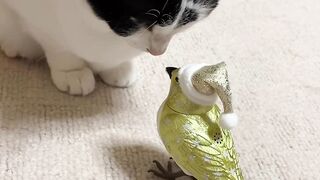 GOLDEN CHIRIYA TALK WITH CAT.