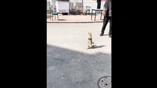 Funny cat 41