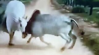 BULL FIGHTING.