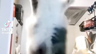 Cat funny video 8