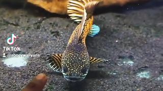 Ikan Channa auranti #predatorfish