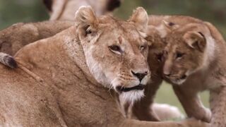 Animals 17