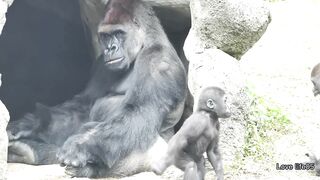 Gorilla dad often needs to stop two sons' rough play recently