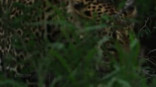 Wild animals 3