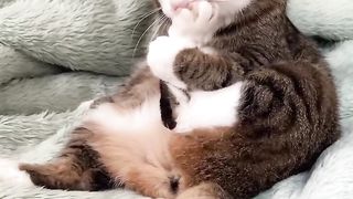 Kucing lucu suka menghisap jarinya