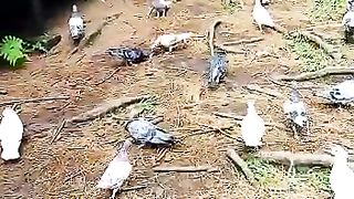 Pigeon at Pinus jungle ,Jogjakarta
