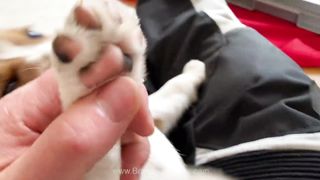 Cute and Funny PUPPY Compilation 2023.