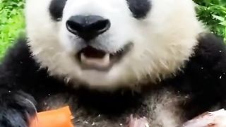 Cute satisfying animal