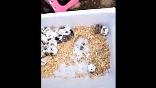 Cute baby animals Videos