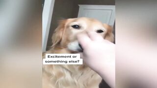 Funniest Animals Video 2023 ???????? - Funny Cats and Dogs Video - Funny Animal Videos