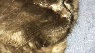 Please join with us to watch our lovely cat videos