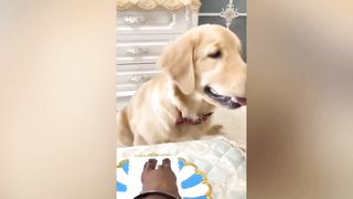 Dog Reaction to Cutting Cake ???? - Funny Dog Cake Reaction Compilation