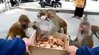 DISCIPLINE MONKEY