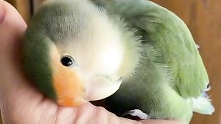 Trained & Cute ???? ???? Parrots ❤️