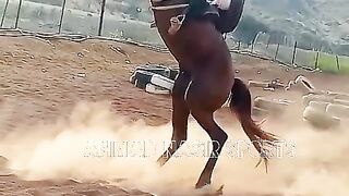 #amizing#horse#aatack#dance#2023